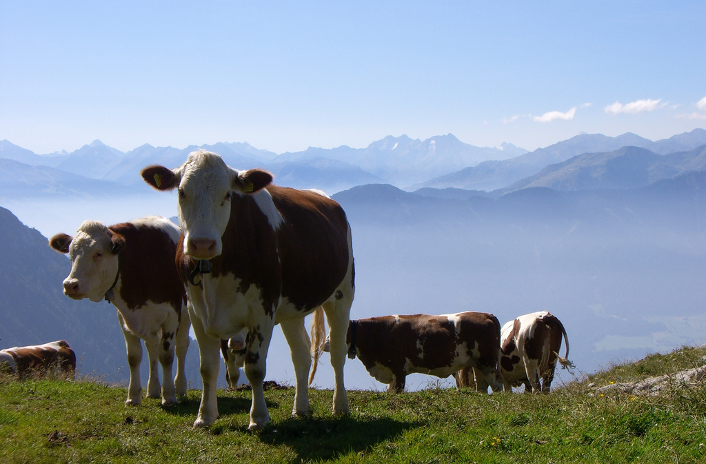 Dairy farmers in Austria, never mind their picturesque setting, are amongst the least efficient and are already heavily subsidized to survive at all. Image by bookhouse boy, via Flickr CC.