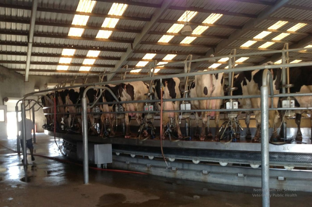 Rotary milking parlours are the newest wave of 'efficiency improvements' to produce more milk, from more cows, faster. Is this what we want? Image by the School of Veterinary Science, University of Nottingham, via Flickr CC. 